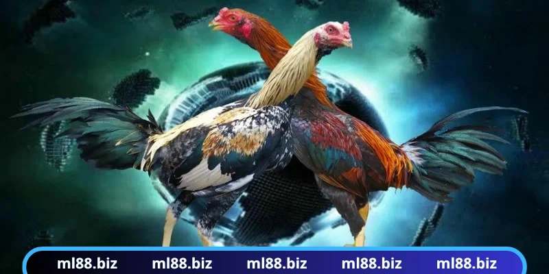 Giới thiệu danh mục giải trí đá gà ML88